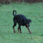 Doberman playing in park in Langbank