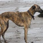 Lurcher dog standing on sand