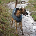 Lurcher stands on a wet beach in Erskine