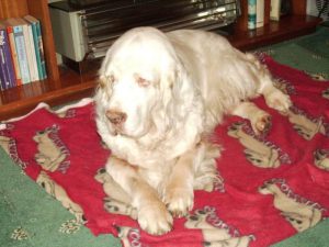 Holly the clumber spaniel at 16 years old