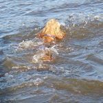 cocker spaniel swimming cocker spaniel swimming