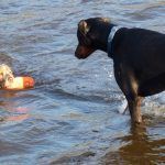 cocker spaniel swimming with doberman cocker spanie swimming and doberman looking at her