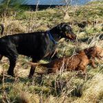 doberman chasing cocker spaniel doberman running after cocker spaniel
