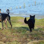 doberman, german shepherd and cocker spaniel Dog walkers in Erskine