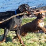 doberman with large stick doberman with stick and cocker spaniel