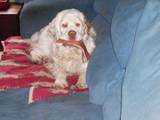 dog on couch