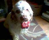 dog with bone