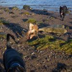 dogs playing at Erskine beach dogs playing at Erskine beach