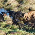 dogs playing in mud Dogs playing in mud