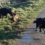 dogs playing together dogs playing
