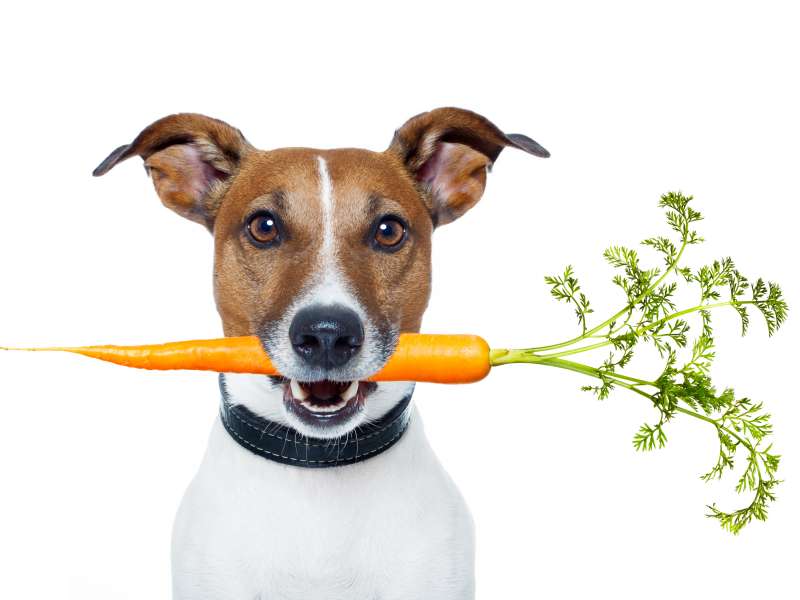 Dog Fruit