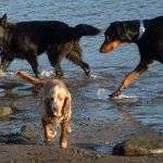 german shepherd drinking dogs in river clyde