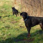 large doberman with puppies puppis running