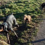 pups chasing doberman dogs chasing dogs