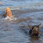 pups swimming in water dogs swimming
