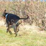 rory the doberman running doberman running