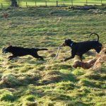 skye being chased dogs playing with toys