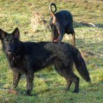 walking Skye the german shepherd in Erskine Geman shephard puppy