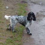 Dog walking in Erskine with Jersey