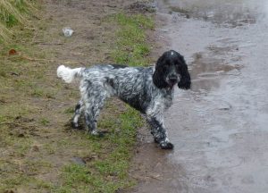 blue roan cocker spaniel Jersey waits on the others to catch up!
