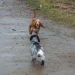 Cocker spaniels playing at Erskine beach