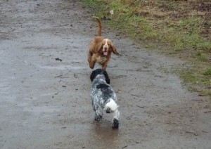 blue roan cocker spaniel and golder cocker spaniel "Which way?"