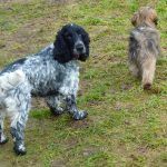 cocker spaniel and lhasa apso