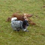dogs playing in Erskine