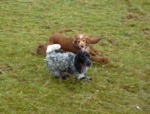 cocker spaniels chasing Penny chases Jersey!