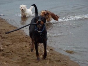doberman with stick Rory with his stick!