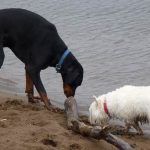 Doberman and westie sniffing a large stick on beach