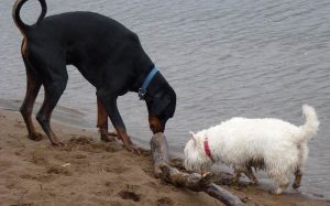 doberman with west highland terrier Rory and Mack!