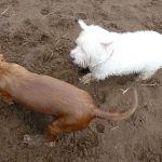 Dog burying stick in sand