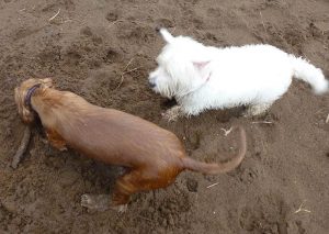 dog burying stick Mack watches while Penny buries her stick!
