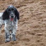 Blue roan cocker spaniel