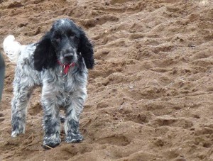dog playing on sand Jersey looking gorgeous for her photo!
