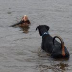 dog retreiving stick from river clyde