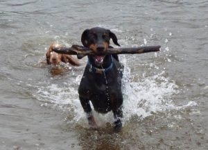 dog running away with stick Rory takes Penny's stick!