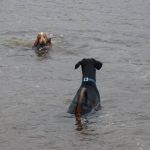 Cocker Penny brings back stick