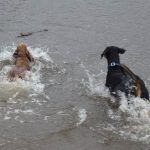 dogs splashing in river clyde