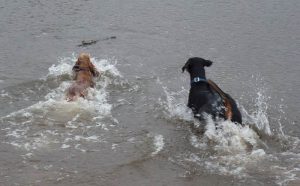 Penny and Rory go after stick!