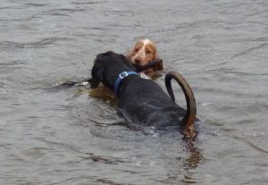 dog taking stick from another dog "I'll take that!"