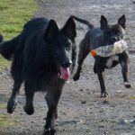 Skye and Rex