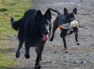 dog walking at boden boo Skye and Rex