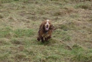dog walking in Erskine Penny is a happy bunny!
