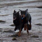 german shepherd and doberman running