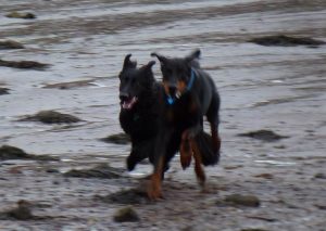dogs at erskine beach Just out the car and Skye and Rory go for it!