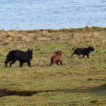 pups chasing rex