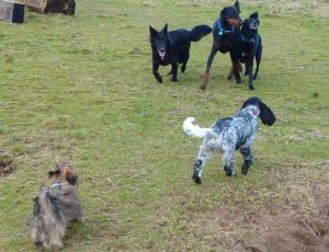 We meet a dog on our travels!
