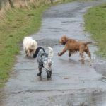 dogs running in Erskine